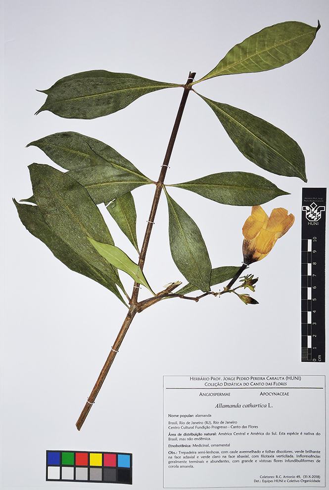 Exsciata - Allamanda cathartica