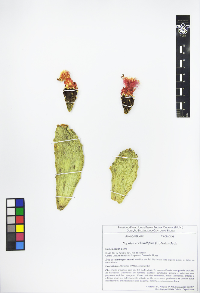 Exsicata - Nopalea cochenillifera