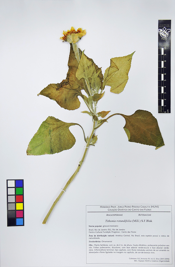 Exsicata - Tithonia rotundifolia