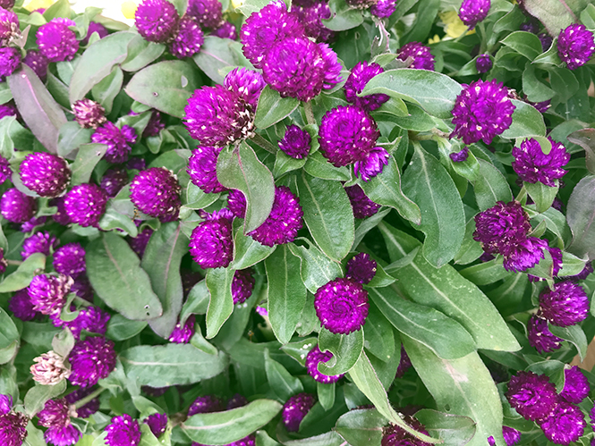 Gomphrena globosa - Canto das Flores 2