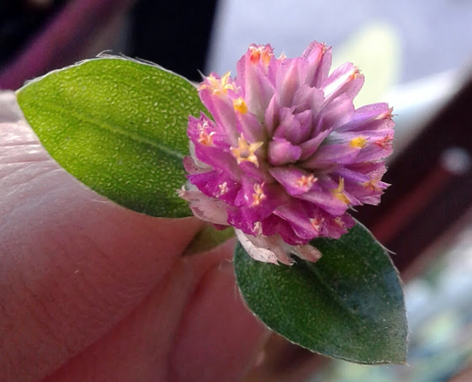 Gomphrena globosa - Canto das Flores 3