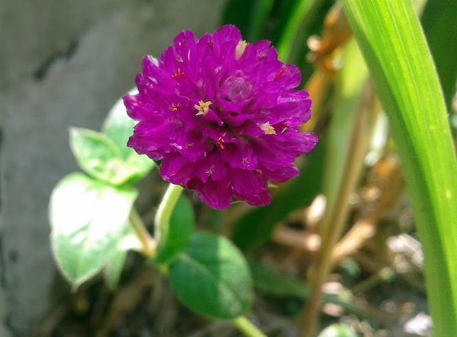 Gomphrena globosa - Canto das Flores 4