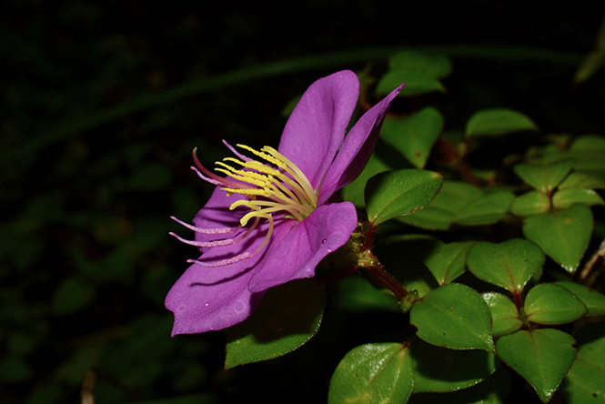 Heterotis rotundifolia - Reinaldo Aguilar - Canto das Flores 6