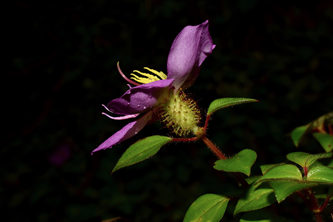 Heterotis rotundifolia - Reinaldo Aguilar - Canto das Flores 7