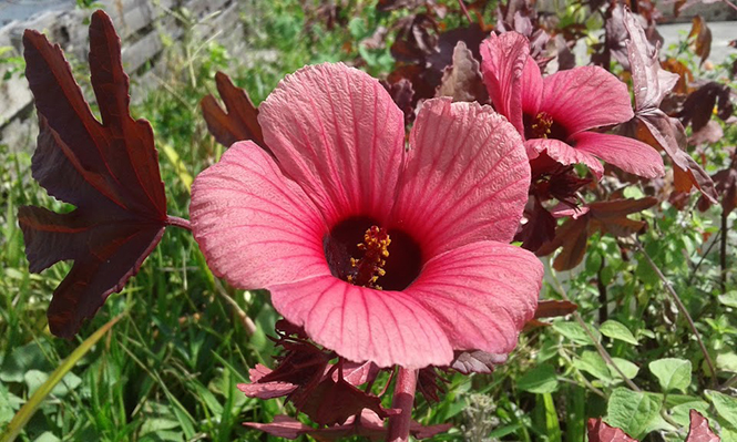 Hibiscus acetosella - Canto das Flores 2