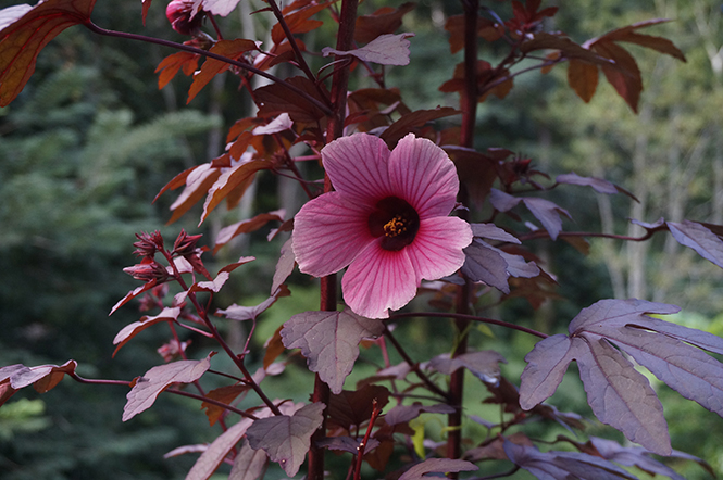 Hibiscus acetosella - Canto das Flores 4