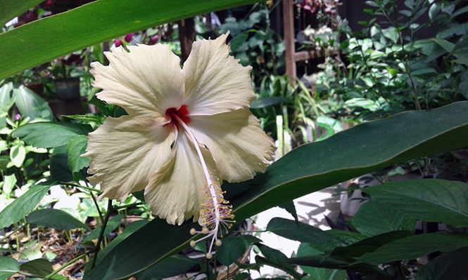 Hibiscus rosa-sinensis - Canto das Flores 4