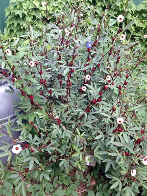 Hibiscus sabdariffa