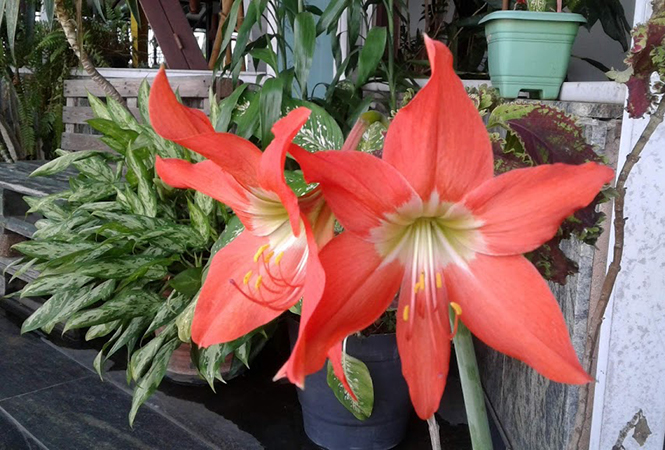 Hippeastrum puniceum - Canto das Flores 2