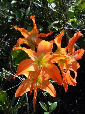 Hippeastrum striatum - Canto das Flores 2