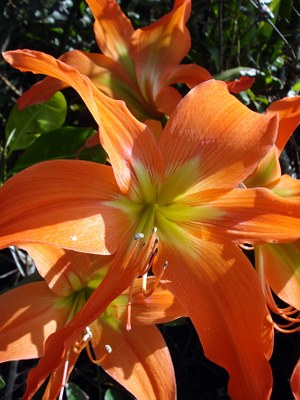 Hippeastrum striatum - Canto das Flores 4