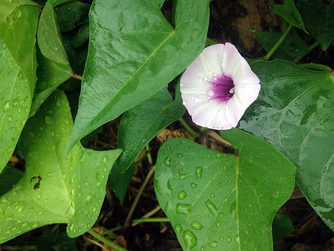 Ipomoea batatas - Organicidade - Canto das Flores 3