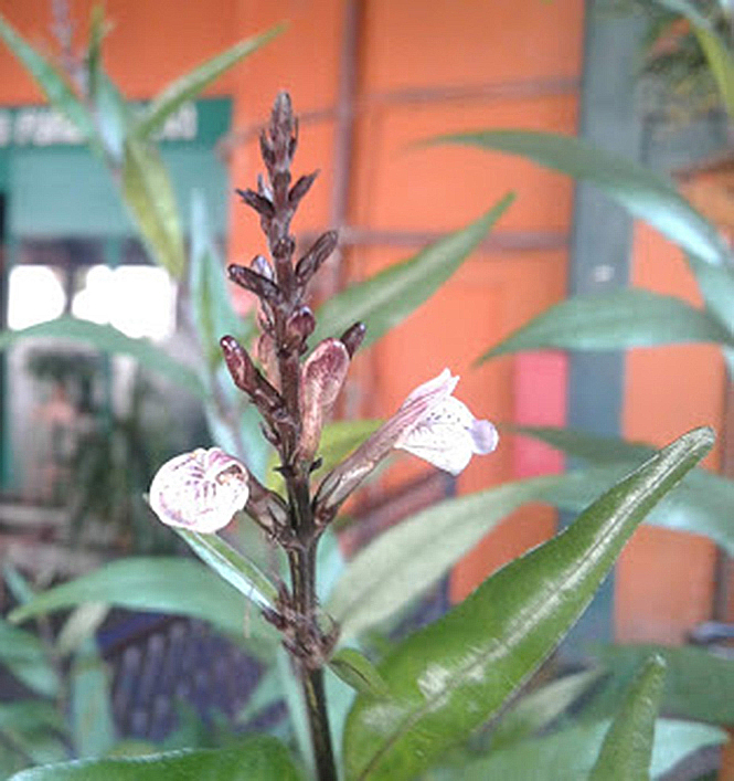 Justicia gendarussa - Canto das Flores 1