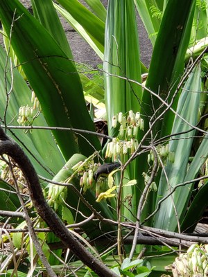 Kalanchoe pinnata com Coereba flaveola 2 - Letícia