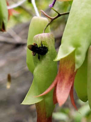 Kalanchoe pinnata e Trigona spinipes 3 - Leticia