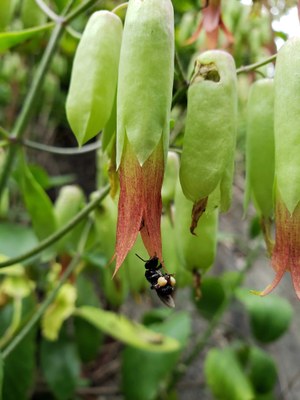 Kalanchoe pinnata e Trigona spinipes - Leticia