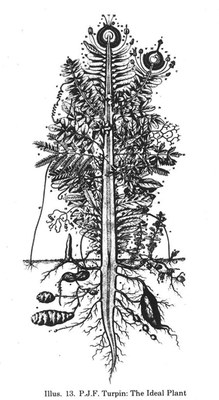 Kalanchoe pinnata - Urpflanze