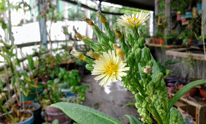 Lactuca indica - Canto das Flores 10