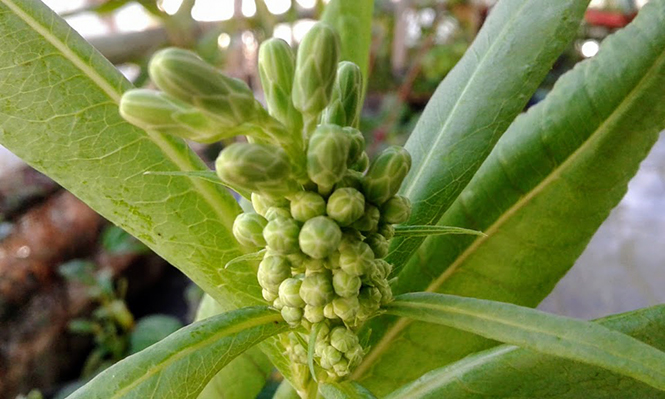 Lactuca indica - Canto das Flores 9