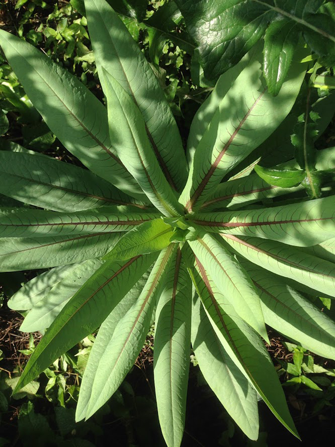 Lactuca indica - Organicidade - Canto das Flores 2