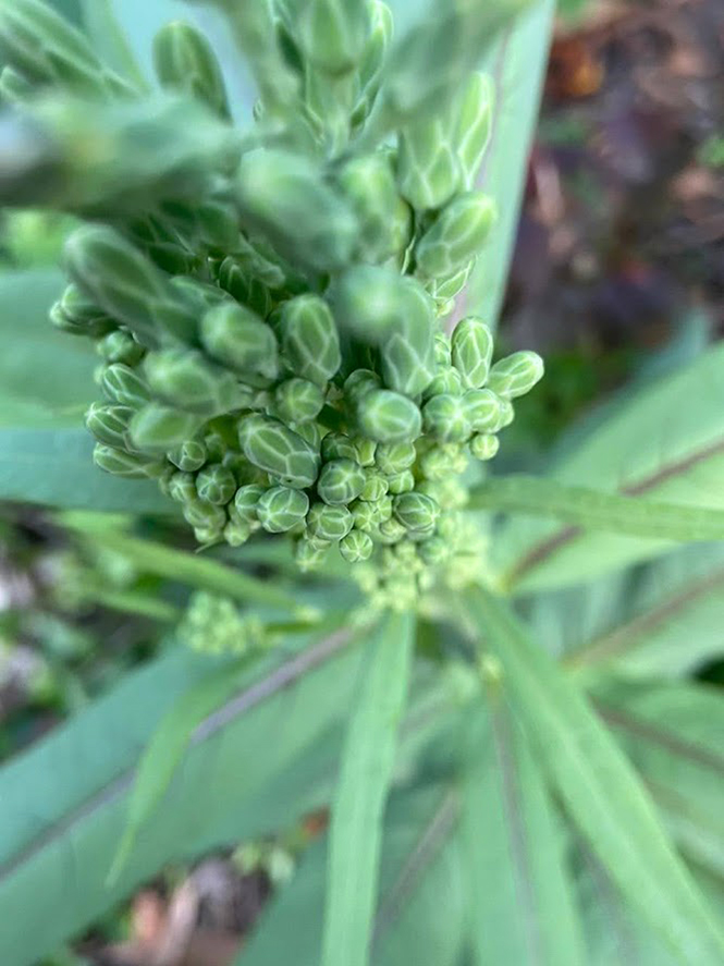 Lactuca indica - Organicidade - Canto das Flores 3