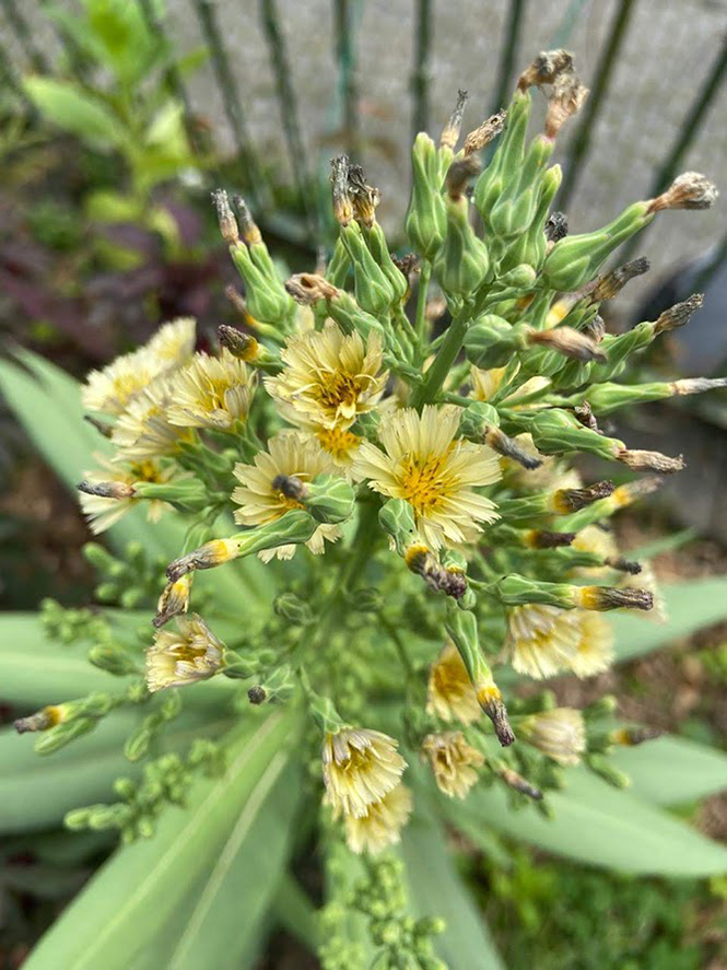 Lactuca indica - Organicidade - Canto das Flores 4