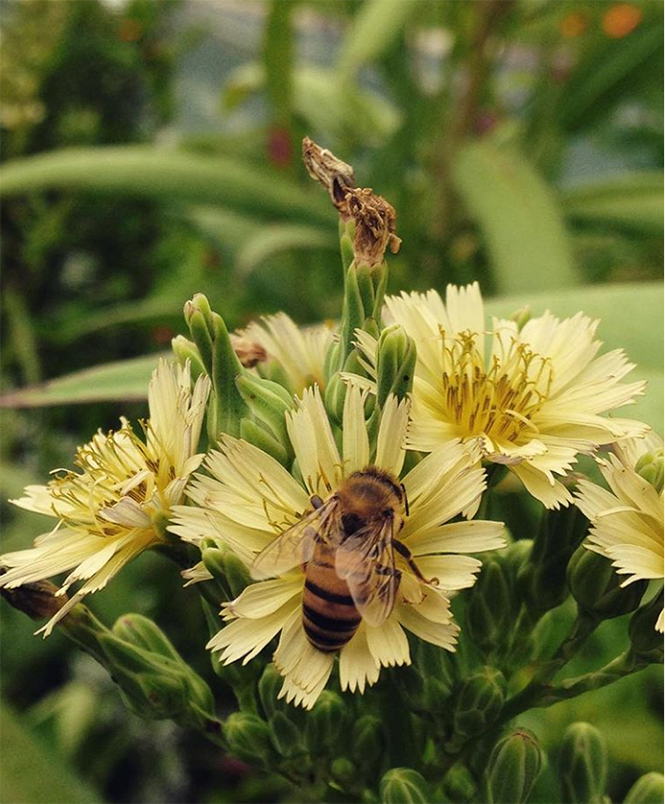 Lactuca indica - Organicidade - Canto das Flores 7