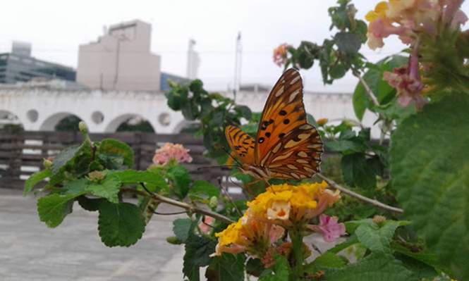 Lantana camara - Canto das Flores 2