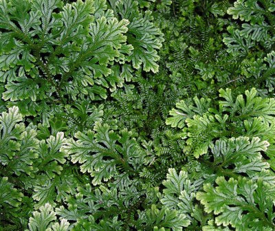 Lycopodium bryopteris