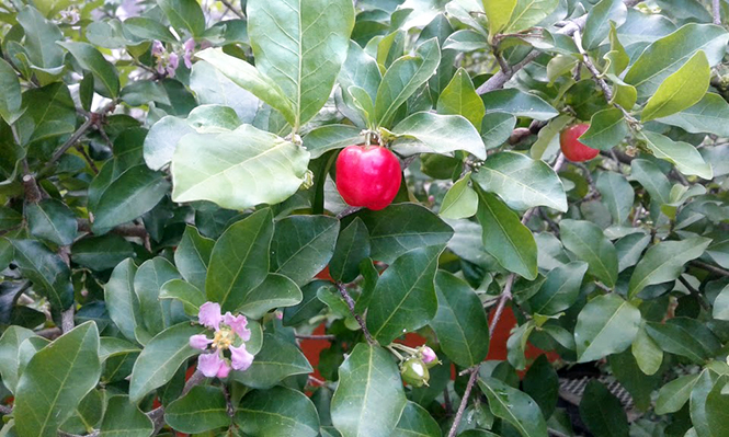 Malpighia emarginata - Canto das Flores 3