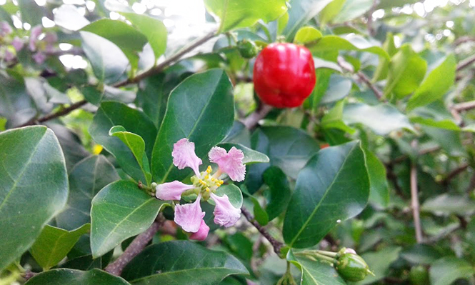 Malpighia emarginata - Canto das Flores 4