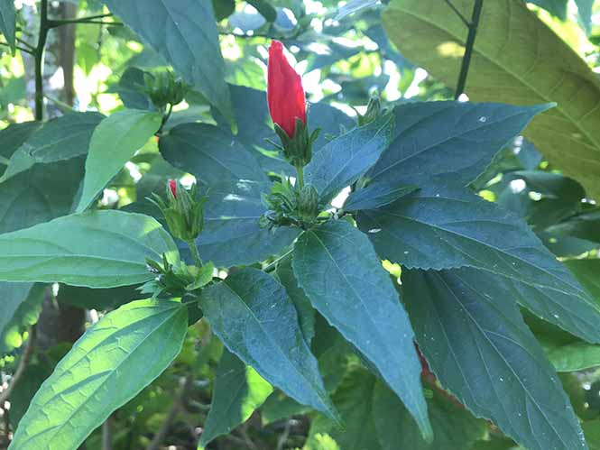 Malvaviscus arboreus - Canto das Flores 3