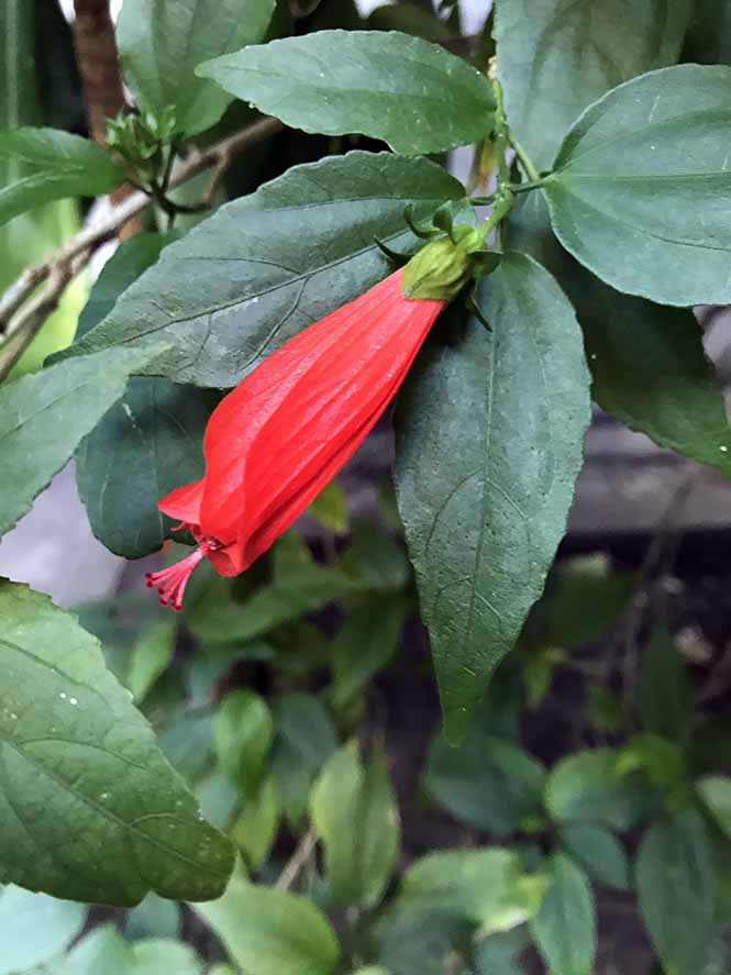 Malvaviscus arboreus - Canto das Flores 5