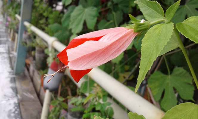 Malvaviscus arboreus - Canto das Flores 8