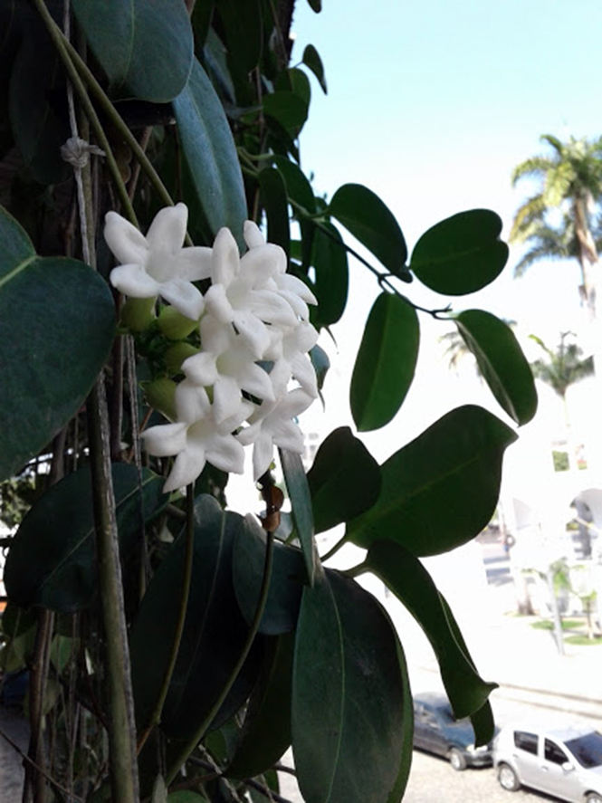 Marsdenia floribunda - Canto das Flores 1