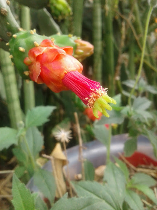 Nopalea cochenillifera - Canto das Flores 1