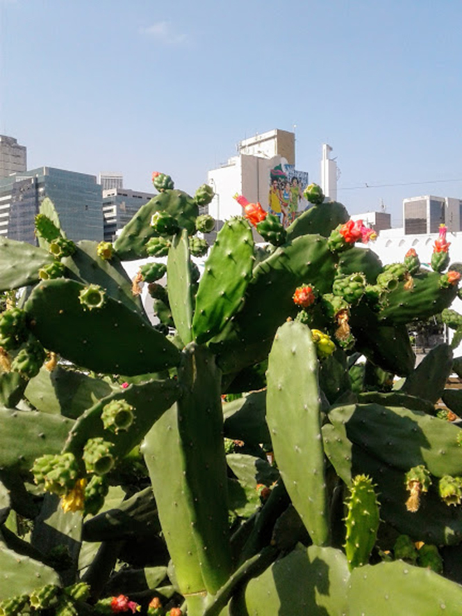 Nopalea cochenillifera - Canto das Flores n. 3