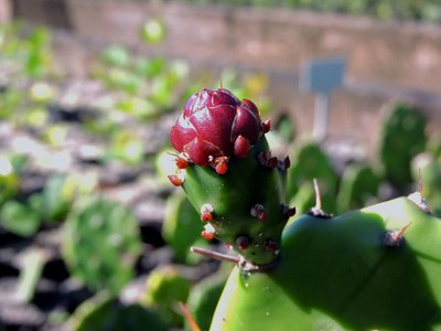 Opuntia monacantha - Canto das Flores 2