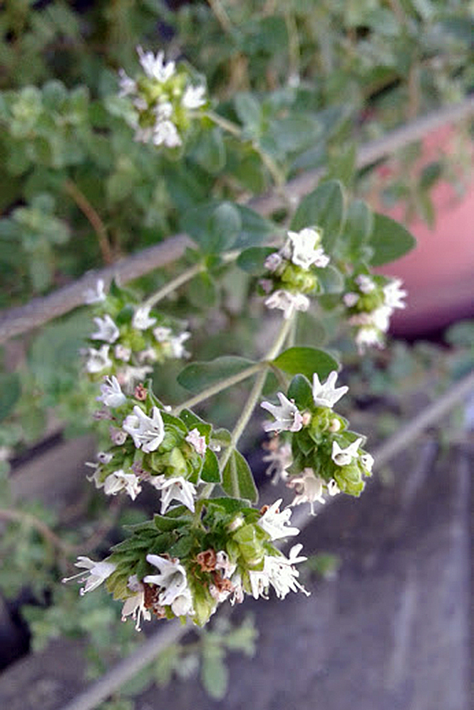 Origanum vulgare - Canto das Flores 1