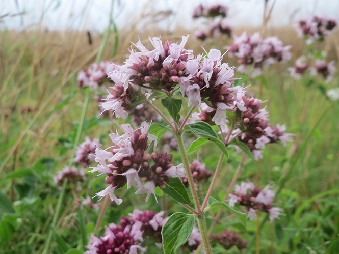 Origanum vulgare - Canto das Flores 5