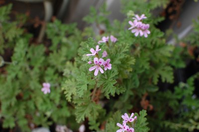 Pelargonium graveolens -  salchuiwt