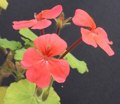 Pelargonium inquinans - Matija Strlic