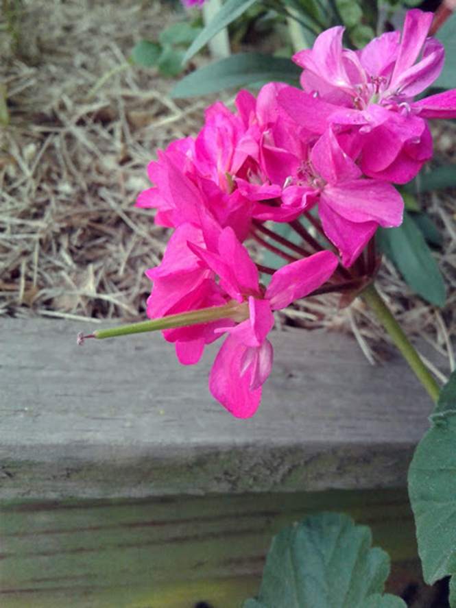 Pelargonium x hortorum - Canto das Flores 6