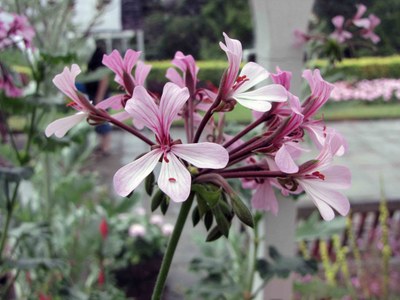 Pelargonium zonale - HQ