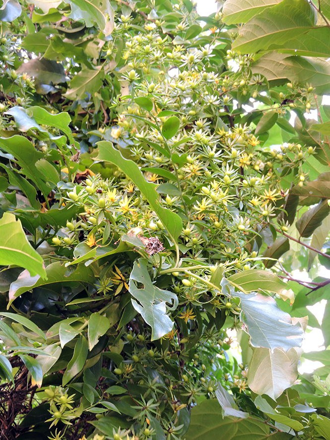 Pereskia aculeata - Anna - Canto das Flores 3