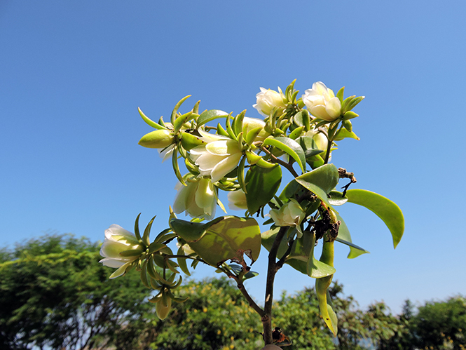 Pereskia aculeata - Anna - Canto das Flores 4