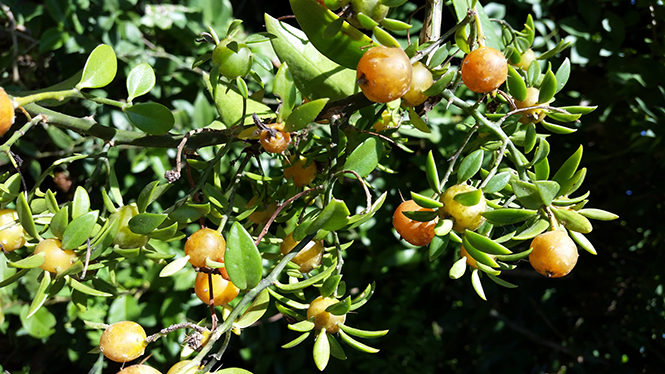 Pereskia aculeata - Anna - Canto das Flores 5