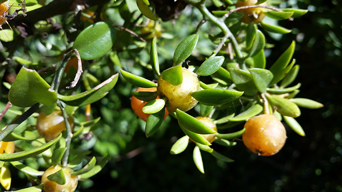 Pereskia aculeata - Anna - Canto das Flores 6