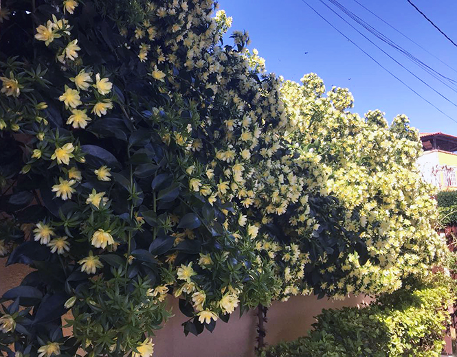 Pereskia aculeata - Douglas - Canto das Flores 1