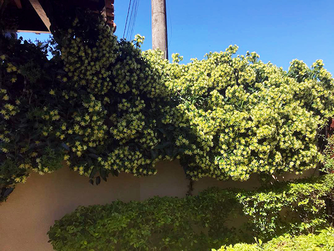 Pereskia aculeata - Douglas - Canto das Flores 2